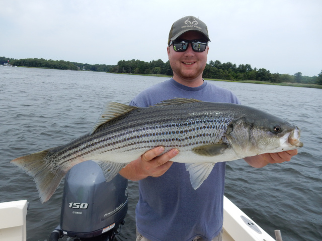 Ryan's live lined striped bass
